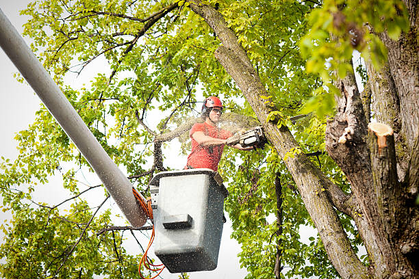 Trusted Lake Winnebago, MO  Tree Services Experts